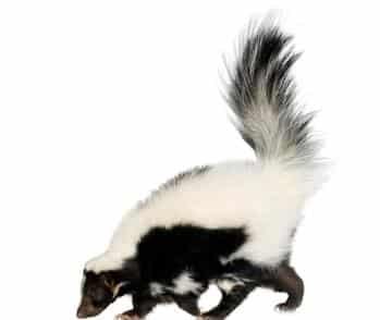 A skunk representing our odor removal services